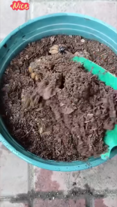 Combo 3 củ giống hoa hồng mao lương mix màu - FlowerSeeds