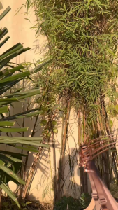 Womens Push-Up Bra Nylon Non-Wired  Ladies Lingeries Comfortable Adjustable Cup B & C Bras