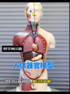 【READY STOCK】Human Structure Anatomy/Puzzle Organ Model/Teaching Medical Torso Structure/High-End Cardiac System Model