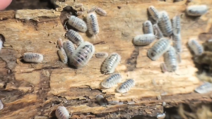 [IJUZWANISO] Nesodillo arcangelii Shiro Utsuri (Isopod for Terrarium and pets)