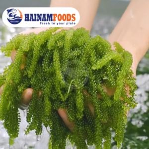 RONG NHO TÁCH NƯỚC HẢI NAM OKINAWA