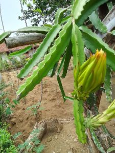Bibit Buah Naga Per Batang Termurah Bibit Buah Naga Asli Berkualitas 25 -30 cm