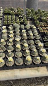 สตรอมโบ Strombocactus Disciformis กระบองเพชร แคคตัส ไม้อวบน้ำ cactus&succulent