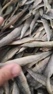 ปลาหลดตากแห้ง 1 รสเค็ม ปลาหลด ปลากับเครื่องปรุง ควรแช่น้ำก่อน