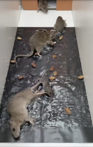 Mouse Rat Adhesive Glue Traps Board / Indoor Super Strong Insect Mouse Glue Boards