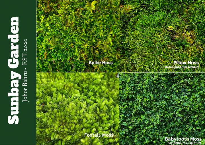 Live Spagnum Moss Pillow Moss / Fox Tail Moss / Terrarium Moss Lazada