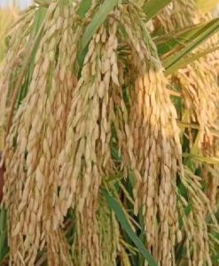 Benih Padi Unggul AGT 303 Kemasan 1 KG Kualitas Super