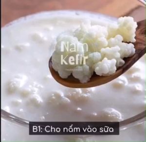 NẤM SỮA KEFIR/NẤM TÂY TẠNG_LÀM SỮA CHUA ĐƠN GIẢN TẠI NHÀ