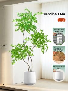 Luxurious Realistic Nandina Simulation Large Plant