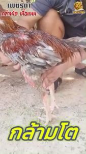 สร้างกล้ามเนื้อ ไก่สุขภาพแข็งแรงสมบูรณ์ เพิ่มกล้ามเนื้อ เพื่อเก็บสะสมพลังงาน เพชรดำกล้ามโต 1 กระปุก เนื้อแน่น ทุบหนัก (สูตรเลี้ยงตี ฟื้นฟูร่างกาย)