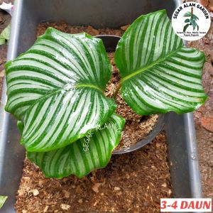 Tanaman Hias Calathea Orbifolia - Calathea Orbi