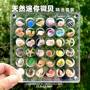 Mini Acrylic Storage Box Natural Small Shell Specimen round Style Sea Gift Creative Home Decoration Shell Collection