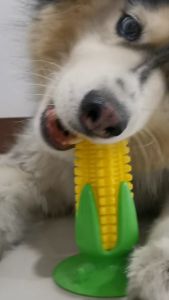 Dog toy corn molar Pet Chewing toy dog Rubber toothbrush with suction fixed molar toothbrush