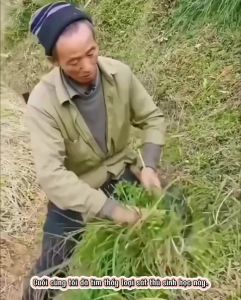 THUỐC DIỆT CÂY LỚN (HIỆU QUẢ SAU 1 THÁNG )TRỊ CÁC CÂY LỚN (500g)