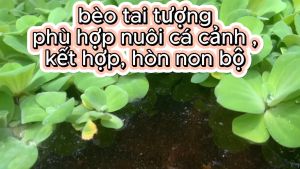 20 Cây bèo cái (bèo tai tượng) - bèo thủy sinhbèo hoa hồng trang trí bể cá farm247