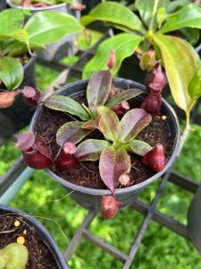 ต้นหม้อข้าวหม้อแกงลิง (ไวกิ้ง แอมแบล็ค)🎋 กระถาง 4 นิ้ว ปากดำบ้างลายบ้างคละๆกัน 🤗🎉 หม้อข้าวหม้อแกงลิง ราคาถูกพิเศษจากสวนระยอง สุดคุ้ม “Nepenthes” พร้อมส่งทั่วประเทศ🪴🌿🌱