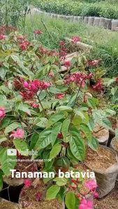 tanaman batavia tanaman hias untuk taman outdour