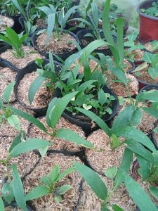 Necktie Anthurium (seedlings)