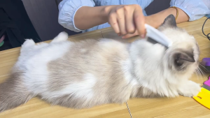 Lược chải ve rận bọ chét chải chấy răng dài cho người và thú cưng (mẫu mới) - Love Pets Shop