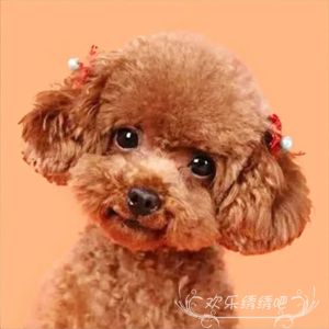 Cross Stitch Kit Modern Simple Style DIY Cross Stitch Pattern Animal Dog Diamond Painting Full Diamond Small Size Teddy Dog