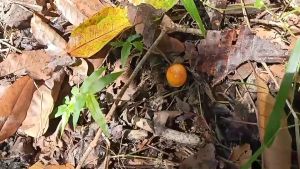 เชื้อเห็ดระโงกเหลือง 2 แถม 1 ขวด (ขนาด 500 ml.)