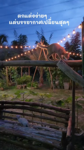 ⚡ไฟเทศกาล G40 ⚡ไฟประดับตกแต่ง led ไฟเส้น แสงอุ่น ไฟตกแต่งห้อง string lights ไฟภายนอกอาคาร หลอดไฟ 100 ดวง ไฟปิงปอง ไฟพลังงานแสงอาทิตย์ ปีใหม่ ไฟโซล่าเซลล์ ไฟสวน ไฟประดับกลางแจ้ง 25 ฟุต/7.6 เมตร 25 หลอด + 2 หลอดอะไหล่