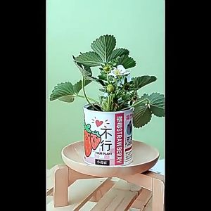 Bell toys ชุดปลูกดอกไม้ ชุดปลูกผัก ชุดพร้อมปลูก ทานตะวัน 🌻 สตรอว์เบอร์รี่ 🍓 หญ้านำโชค 🍀🌷🍅🌼...