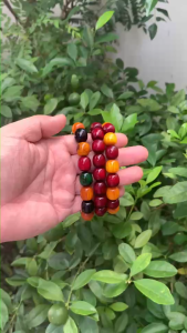 Gelang Manik长白山万年松香木琥珀木手串【多宝珠】 Beaded Bracelet natural wood 植物中的活化石情侣手链