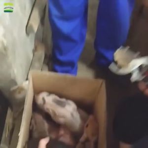 Electric Pig Tail Cutter Plier & Bloodless Heating Clamp Pliers: Handle Switch Pliers for Piglet Care Tools