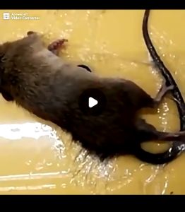 LIVING HOME Lem Tikus Lem Tikus Pagoda Lem Tikus Cap Gajah  Lem Tikus Paling Lengket Lem Tikus Ampuh  Lem Tikus Ajaib Jebakan Tikus Jumbo