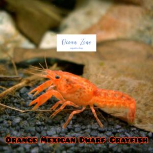 【Ocean Zone】Orange Mexican Dwarf Crayfish (2cm - 3cm) Mini Lobster - 1pc / 2pcs (Live Crayfish with DOA) Mini Crayfish For Sale Rain Frog For Sale Arowana Fish For Sale Duffy Boat For Sale - Lazada