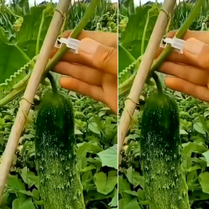 Bộ 100 kẹp cây con treo / kẹp nhánh ràng buộc / kẹp dây leo treo / kẹp dây leo hỗ trợ / kẹp cố định dây leo-HAUSE