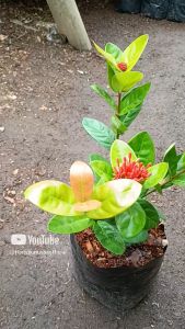 Tanaman Hias Outdoor: Mengenal Tanaman Soka Siantan\\n\\nTanaman hias outdoor yang tahan cuaca dan dapat digunakan untuk dekorasi adalah pilihan yang tepat bagi Anda yang ingin menambahkan sentuhan alami pada halaman rumah atau taman. Salah satu tanaman hias outdoor yang populer adalah tanaman Soka siantan. Dalam artikel ini, kita akan membahas tentang tanaman Soka siantan, cara merawatnya, dan bagaimana memilih tanaman hias outdoor yang tahan cuaca.\\n\\n Apa Itu Tanaman Soka Siantan?\\n\\nTanaman Soka siantan adalah tanaman hias outdoor yang memiliki daun berwarna hijau gelap dan bunga berwarna putih yang cantik. Tanaman ini dikenal dengan nama ilmiah _Caryota mitis_ dan merupakan anggota dari keluarga Arecaceae atau keluarga palem.\\n\\n Karakteristik Tanaman Soka Siantan\\n\\nTanaman Soka siantan memiliki beberapa karakteristik yang menarik, antara lain:\\n\\n- Daun berwarna hijau gelap yang lebar dan berbentuk seperti payung\\n- Bunga berwarna putih yang cantik dan beraroma harum\\n- Batang tinggi dan kuat yang dapat mencapai ketinggian 10 meter\\n\\n Manfaat Tanaman Soka Siantan\\n\\nSelain sebagai tanaman hias outdoor, tanaman Soka siantan juga memiliki beberapa manfaat lain, antara lain:\\n\\n- Membantu membersihkan udara dengan menghilangkan polutan udara\\n- Meningkatkan kelembaban udara dengan mengeluarkan uap air\\n- Menambah nilai estetika pada halaman rumah atau taman\\n\\n Bagaimana Merawat Tanaman Soka Siantan?\\n\\nUntuk merawat tanaman Soka siantan, ada beberapa tips yang perlu Anda ikuti, antara lain:\\n\\n Tips Menanam Tanaman Soka Siantan\\n\\n- Pilih lokasi yang terkena sinar matahari langsung atau setengah teduh\\n- Tanam tanaman Soka siantan pada tanah yang subur dan drainase yang baik\\n- Berikan pupuk organik secara rutin untuk memastikan pertumbuhan yang optimal\\n\\n Cara Memelihara Tanaman Soka Siantan\\n\\n- Lakukan penyiraman secara rutin untuk menjaga kelembaban tanah\\n- Potong daun yang rusak atau mati untuk mencegah penyebaran penyakit\\n- Lakukan pemangkasan secara rutin untuk menjaga bentuk tanaman yang indah\\n\\n Bagaimana Memilih Tanaman Hias Outdoor Tahan Cuaca?\\n\\nUntuk memilih tanaman hias outdoor yang tahan cuaca, ada beberapa rekomendasi dan tips yang perlu Anda ikuti, antara lain:\\n\\n Rekomendasi Tanaman Hias Outdoor Tahan Cuaca\\n\\n- Tanaman Soka siantan\\n- Tanaman palem\\n- Tanaman hibiscus\\n- Tanaman bougainvillea\\n\\n Tips Memilih Tanaman Hias Outdoor Tahan Cuaca\\n\\n- Pilih tanaman yang tahan terhadap cuaca panas atau dingin\\n- Pilih tanaman yang tahan terhadap serangan hama atau penyakit\\n- Pilih tanaman yang cocok dengan kondisi tanah dan iklim di daerah Anda\\n\\n Bagaimana Menggunakan Tanaman Hias Outdoor Untuk Dekorasi?\\n\\nUntuk menggunakan tanaman hias outdoor sebagai dekorasi, ada beberapa tips yang perlu Anda ikuti, antara lain:\\n\\n Tips Menggunakan Tanaman Hias Outdoor Untuk Dekorasi\\n\\n- Pilih tanaman yang sesuai dengan tema dekorasi Anda\\n- Gunakan tanaman dengan warna yang kontras atau serasi dengan warna bangunan atau dinding\\n- Padukan tanaman dengan elemen dekorasi lain seperti patung atau taman batu\\n\\n Contoh Penggunaan Tanaman Hias Outdoor Untuk Dekorasi\\n\\nBerikut ini adalah beberapa contoh penggunaan tanaman hias outdoor sebagai dekorasi:\\n\\n- Tanaman Soka siantan dapat digunakan sebagai tanaman peneduh di halaman rumah atau taman\\n- Tanaman hibiscus dapat digunakan sebagai tanaman pagar atau peneduh di halaman rumah\\n- Tanaman bougainvillea dapat digunakan sebagai tanaman dinding atau pagar vertikal di halaman rumah\\n\\nDengan memahami karakteristik, manfaat, cara merawat, dan penggunaan tanaman hias outdoor seperti tanaman Soka siantan, Anda dapat menciptakan taman atau halaman rumah yang indah dan nyaman.\n}