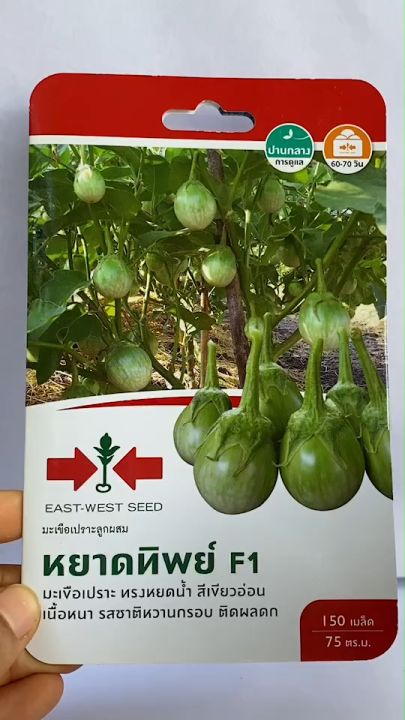 เมล็ดพันธุ์ศรแดง มะเขือเปราะ หยาดทิพย์ หวานกรอบ