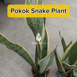 Sansevieria Laurentii Superba Snake Plant Pokok Lidah Buaya Pokok Lidah Jin 虎尾兰/虎皮兰 Indoor Plant Pokok Dlm Rumah SHS KEBUN