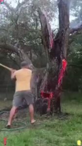 Hexazinone Racun pokok paling kuat  kayu besar Root rot 500% herbicide Racun bunuh pokok buluh cepat mati Weed killer