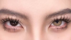 Lensa Kontak Sekali Pakai: Softlens HOLLAND Seri Gray/Brown, Blue & Green