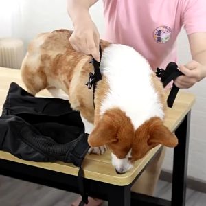 ถุงป้องกันแผลสำหรับน้องหมาเดินลากขา