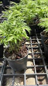 #ต้นปาล์มไผ่ นำเข้า U.S.A #แคระ #ไม้ฟอกอากาศ #ต้นไม้ฟอกอากาศ.🎋 #ปาล์มไผ่นำเข้า🎋 #ดูดสารพิษ ปลูกได้ในบ้าน ในห้องนอน ห้องนั่งเล่น ปลูกได้ในที่ร่มรำไร ควรรดน้ำวันละครั้ง อีกทั้งยังเป็นไม้ประดับที่มีความสามารถสูงในการดูดสารพิษที่ปนเปื้อนในอากาศ โดยเฉพาะ