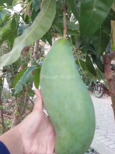 Bibit Tanaman Mangga Mahatir Kualitas Unggul Harga Murah