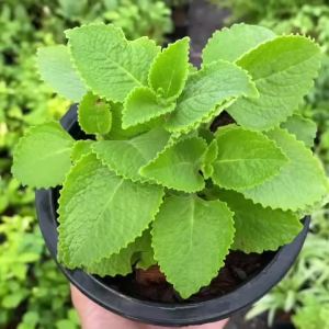 ต้นหูเสือ กระถาง 6นิ้ว สมุนไพร ผักสวนครัว ผักสวนครัวปลูกง่าย ผักสวนครัวพร้อมปลูก ผักออร์แกนิก