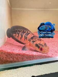 Channa Red Barito 5cm+-