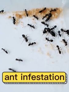 【Original+24hours delivery】Never see ants again！GO Ants spray Ant killer spray organic killer Ant repellant spray 500ml Plant non-toxic long-lasting One contact with the whole litter died A bottle to solve ants. Ant bait ant killer Ant repellent spray