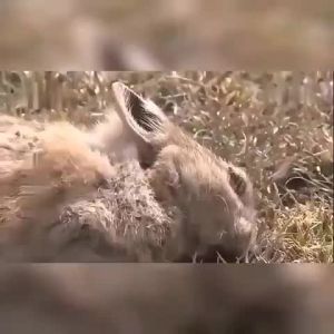 【Fast Killing】rat repellent Rats Die in 1 Hour Buy1 Take9 mouse repellent for home Safe for Pets & Children When Used as Directed Rat poison rat repellant mouse repellent Rat killer poison rat killer for home pellet Rat killer poison