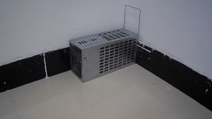 +✅ 1 แถม 1 ราคา กรงดักหนู ที่ดักหนู กับ โรงงานราคาส่ง | โรงงานราคาถูกรับประกัน 2019-2023