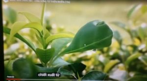 NƯỚC RỬA CHÉN ON1 CHANH XẢ/KIWI 3.5KG