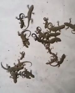 Xịt Thằn Lằn Thạch Sùng Vim Nano 500ml Mùi Hương Dễ Chịu Xuất Xứ Thảo Mộc - Xua Đuổi Muỗi Gián Thạch Sùng