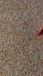 TinyNest-Hạt Trộn Cho Yến PhụngManh ManhFinch-Công Thức Tối Ưu Hiệu Quả Cho Chim Khỏe Đẹp Sung Sức