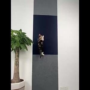 7 Sizes/Colors Cat Scratcher Mat Trimmable Cat Carpet Cat Scratching Carpet Corner Wall Cat DIY Scratch Sofa Furniture Protector
