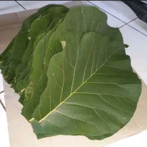 DAUN JATI SEGAR 10 LEMBAR LANGSUNG DI PETIK